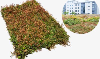 Cover image for Extensive Green Roof Vegetation Mat: VegTech Sedummatta med biokol